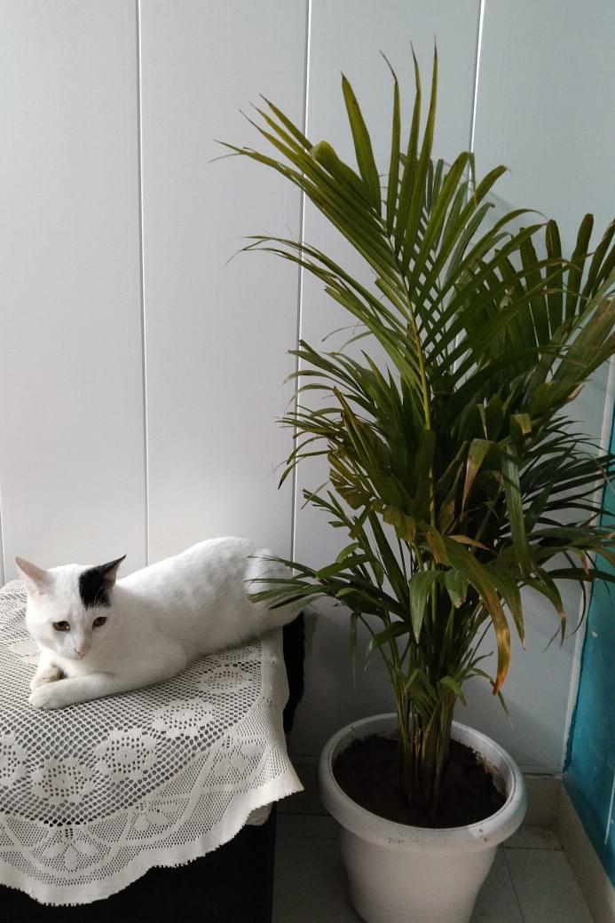 Suman Profile Pic